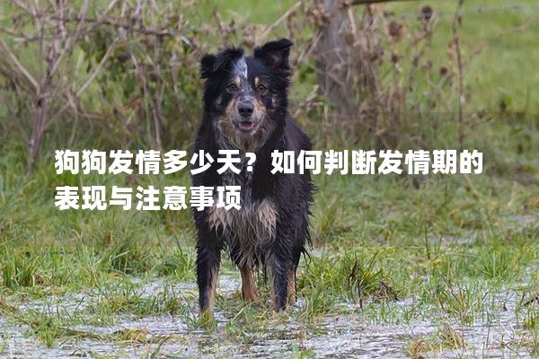 狗狗發(fā)情多少天？如何判斷發(fā)情期的表現(xiàn)與注意事項(xiàng)