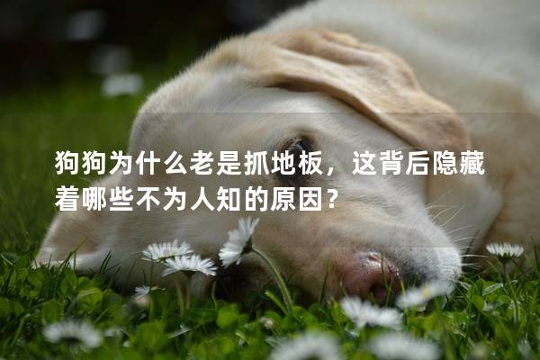 狗狗為什么老是抓地板，這背后隱藏著哪些不為人知的原因？