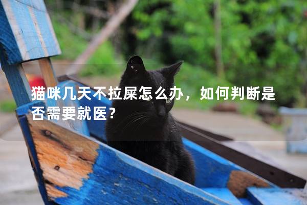 貓咪幾天不拉屎怎么辦，如何判斷是否需要就醫？