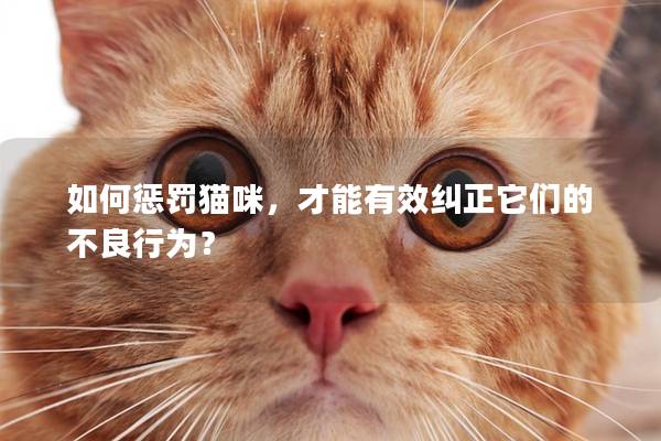 如何懲罰貓咪，才能有效糾正它們的不良行為？