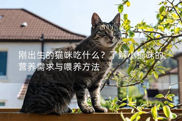 剛出生的貓咪吃什么？了解小貓咪的營養需求與喂養方法