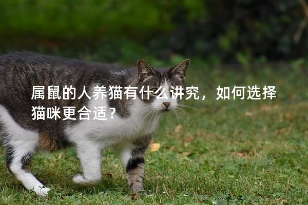 屬鼠的人養貓有什么講究,如何選擇貓咪更合適? 屬鼠的人養貓有什么講究,如何選擇貓咪更合適?