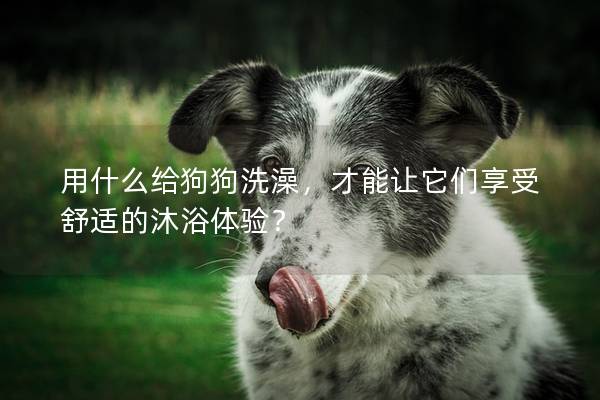 用什么給狗狗洗澡，才能讓它們享受舒適的沐浴體驗？