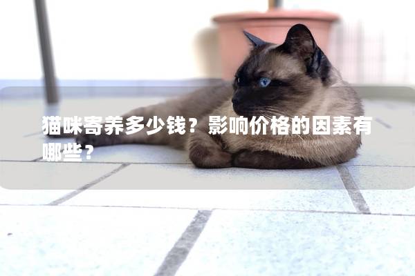 貓咪寄養多少錢？影響價格的因素有哪些？