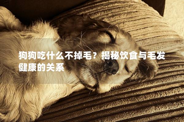 狗狗吃什么不掉毛？揭秘飲食與毛發健康的關系