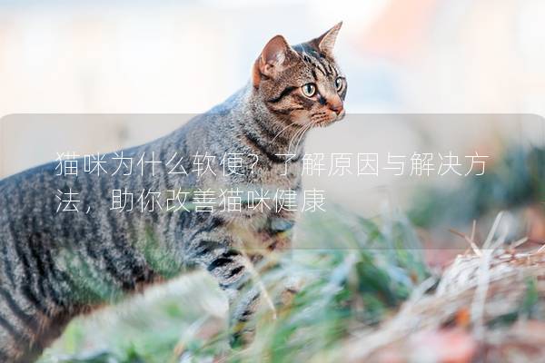 貓咪為什么軟便？了解原因與解決方法，助你改善貓咪健康
