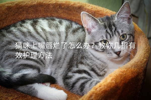 貓咪上嘴唇爛了怎么辦？教你幾招有效護理方法