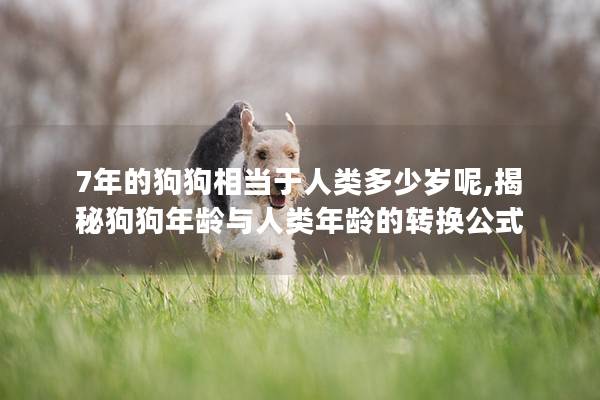 7年的狗狗相當于人類多少歲呢,揭秘狗狗年齡與人類年齡的轉換公式 7年的狗狗相當于人類多少歲呢,揭秘狗狗年齡與人類年齡的轉換公式