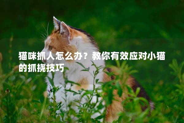 貓咪抓人怎么辦？教你有效應對小貓的抓撓技巧