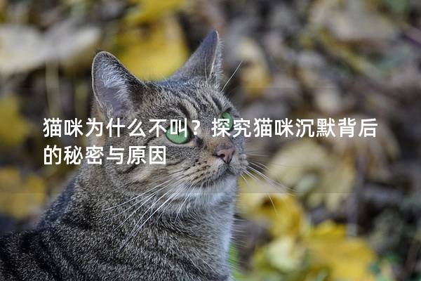 貓咪為什么不叫？探究貓咪沉默背后的秘密與原因