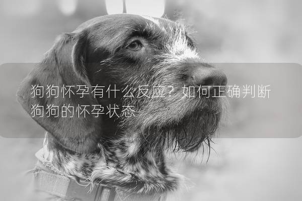 狗狗懷孕有什么反應？如何正確判斷狗狗的懷孕狀態