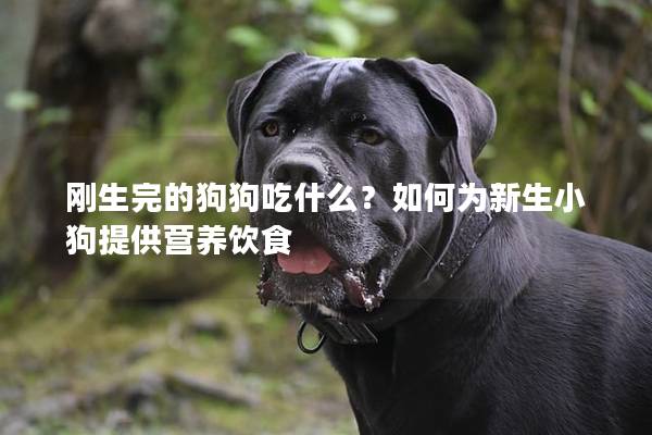 剛生完的狗狗吃什么？如何為新生小狗提供營養(yǎng)飲食