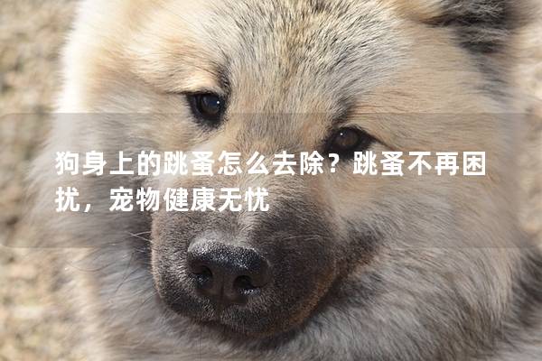狗身上的跳蚤怎么去除？跳蚤不再困擾，寵物健康無憂