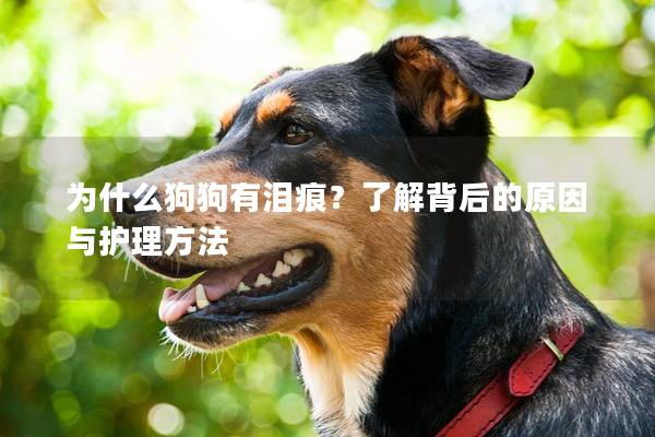 為什么狗狗有淚痕？了解背后的原因與護(hù)理方法