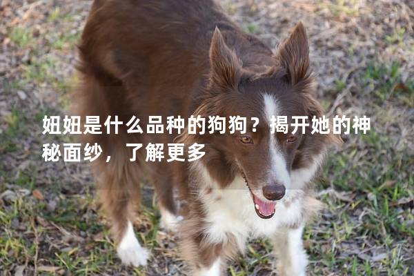 妞妞是什么品種的狗狗？揭開她的神秘面紗，了解更多