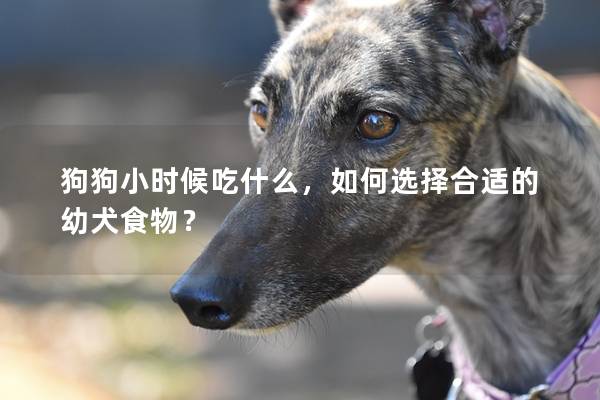 狗狗小時(shí)候吃什么，如何選擇合適的幼犬食物？