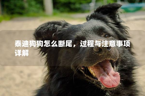 泰迪狗狗怎么斷尾,過程與注意事項詳解 泰迪狗狗怎么斷尾,過程與注意事項詳解