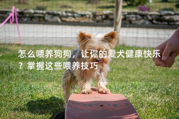 怎么喂養狗狗，讓你的愛犬健康快樂？掌握這些喂養技巧