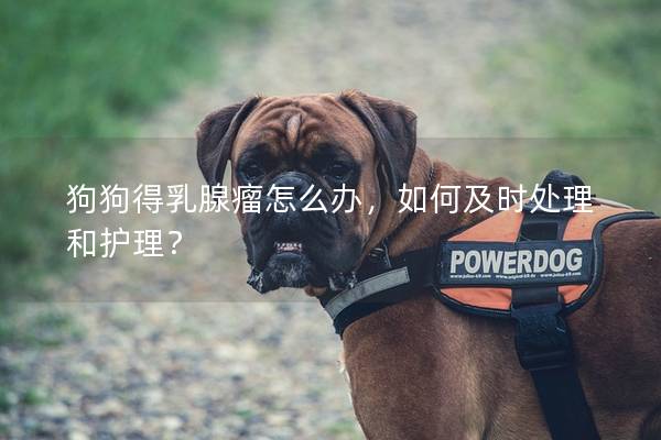 狗狗得乳腺瘤怎么辦，如何及時處理和護理？