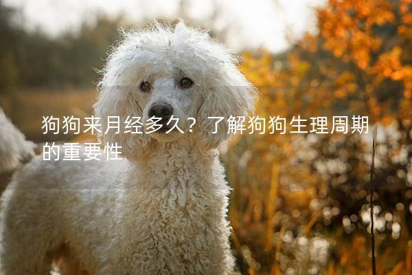 狗狗來月經多久？了解狗狗生理周期的重要性