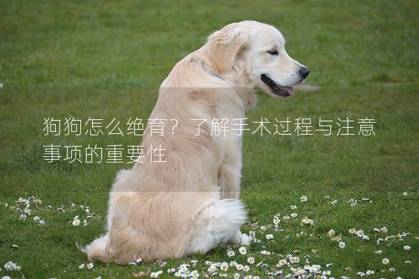 狗狗怎么絕育?了解手術過程與注意事項的重要性 狗狗怎么絕育?了解手術過程與注意事項的重要性