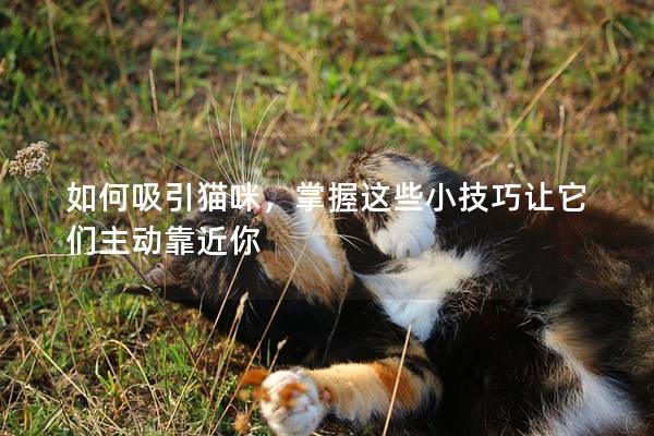 如何吸引貓咪，掌握這些小技巧讓它們主動(dòng)靠近你