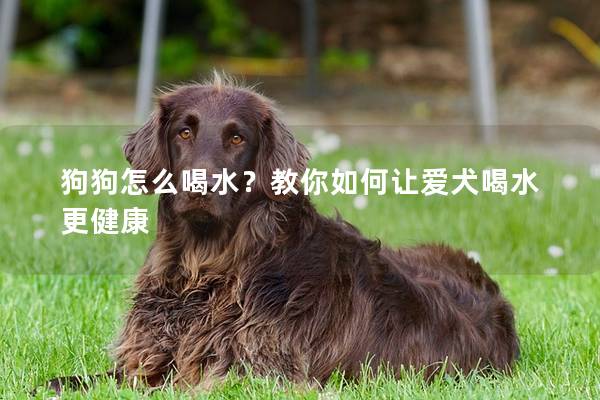狗狗怎么喝水？教你如何讓愛犬喝水更健康