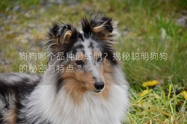 狗狗哪個(gè)品種最聰明？揭秘聰明狗狗的秘密與特點(diǎn)
