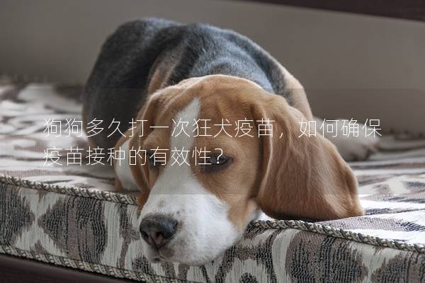 狗狗多久打一次狂犬疫苗,如何確保疫苗接種的有效性? 狗狗多久打一次狂犬疫苗,如何確保疫苗接種的有效性?
