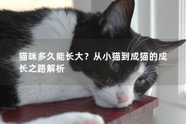 貓咪多久能長大？從小貓到成貓的成長之路解析