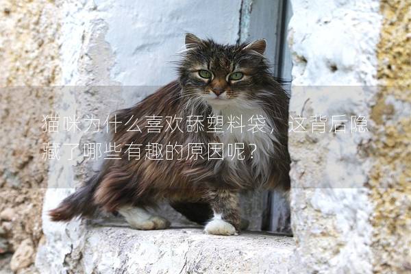 貓咪為什么喜歡舔塑料袋，這背后隱藏了哪些有趣的原因呢？