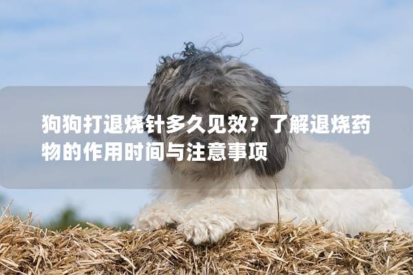狗狗打退燒針多久見(jiàn)效？了解退燒藥物的作用時(shí)間與注意事項(xiàng)