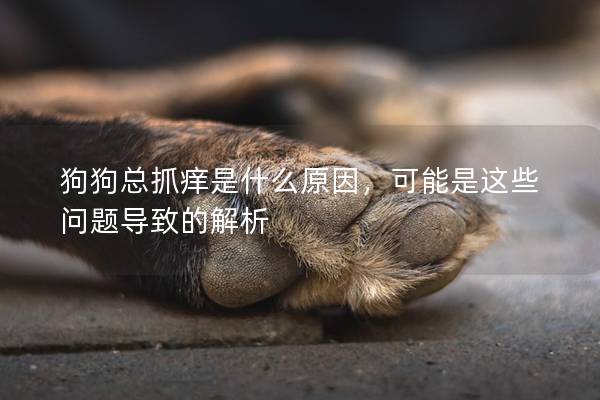 狗狗總抓癢是什么原因，可能是這些問(wèn)題導(dǎo)致的解析