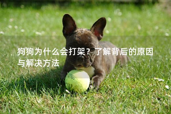 狗狗為什么會打架？了解背后的原因與解決方法
