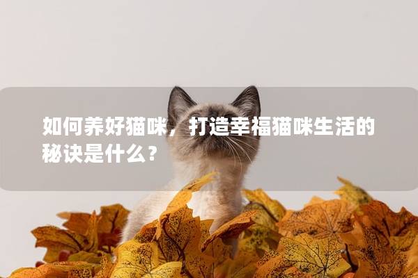 如何養(yǎng)好貓咪，打造幸福貓咪生活的秘訣是什么？