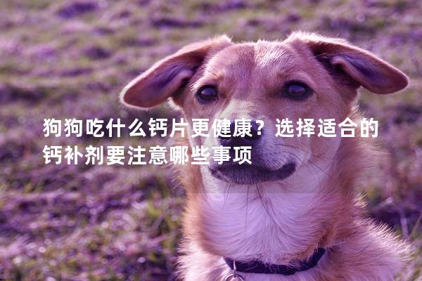 狗狗吃什么鈣片更健康?選擇適合的鈣補(bǔ)劑要注意哪些事項 狗狗吃什么鈣片更健康?選擇適合的鈣補(bǔ)劑要注意哪些事項
