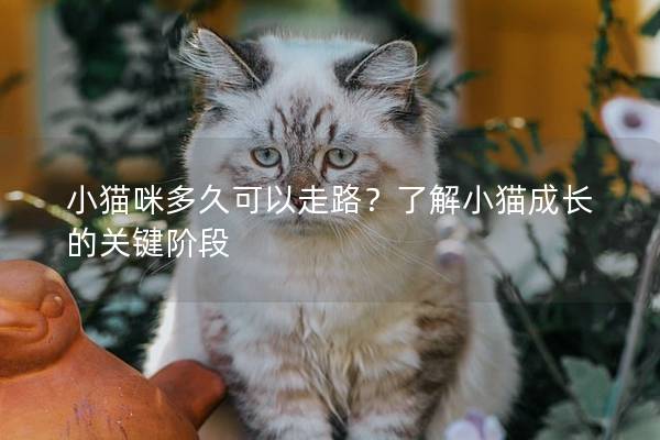 小貓咪多久可以走路？了解小貓成長(zhǎng)的關(guān)鍵階段