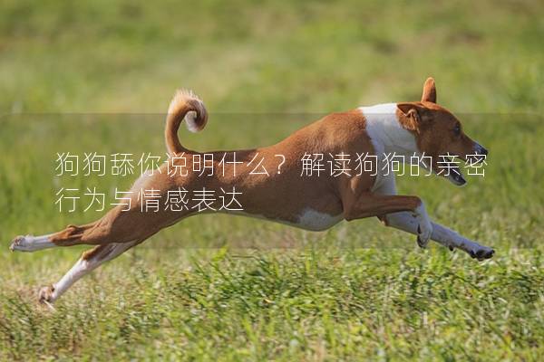 狗狗舔你說明什么？解讀狗狗的親密行為與情感表達(dá)