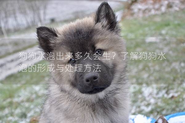 狗狗水泡出來(lái)多久會(huì)生？了解狗狗水泡的形成與處理方法