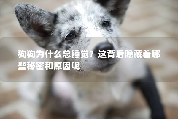 狗狗為什么總睡覺？這背后隱藏著哪些秘密和原因呢
