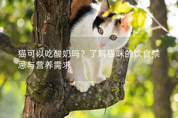 貓可以吃酸奶嗎？了解貓咪的飲食禁忌與營養(yǎng)需求