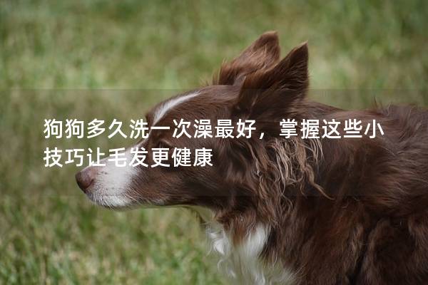 狗狗多久洗一次澡最好，掌握這些小技巧讓毛發(fā)更健康