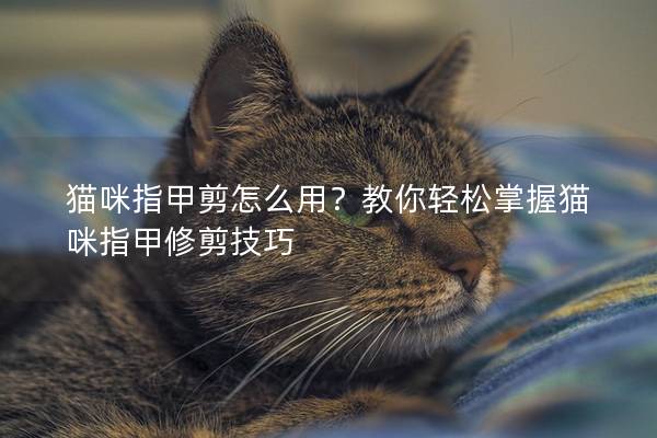 貓咪指甲剪怎么用？教你輕松掌握貓咪指甲修剪技巧