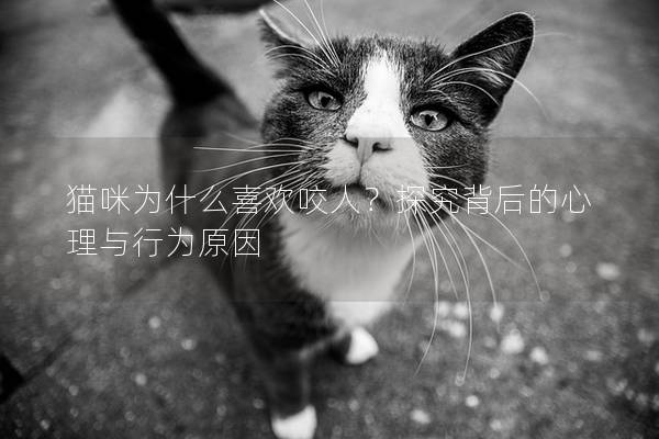 貓咪為什么喜歡咬人？探究背后的心理與行為原因