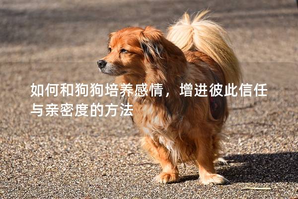 如何和狗狗培養(yǎng)感情，增進彼此信任與親密度的方法