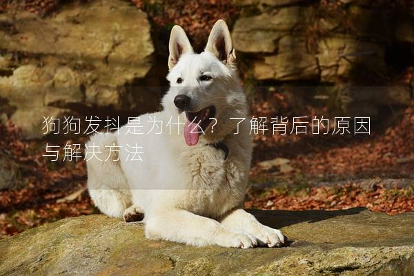 狗狗發(fā)抖是為什么？了解背后的原因與解決方法