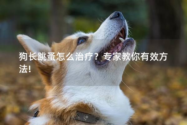 狗長跳蚤怎么治療？專家教你有效方法!