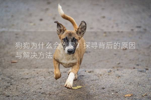 狗狗為什么會吃屎?探尋背后的原因與解決方法 狗狗為什么會吃屎?探尋背后的原因與解決方法