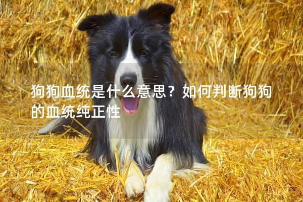 狗狗血統(tǒng)是什么意思？如何判斷狗狗的血統(tǒng)純正性