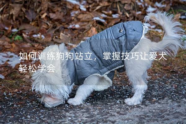 如何訓(xùn)練狗狗站立，掌握技巧讓愛犬輕松學(xué)會(huì)